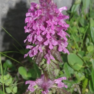 Photographie n°842856 du taxon Pedicularis verticillata L. [1753]