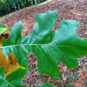 Photographie n°843065 du taxon Quercus velutina Lam. [1783]