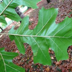 Photographie n°843092 du taxon Quercus velutina Lam. [1783]