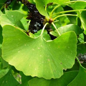 Photographie n°843356 du taxon Ginkgo biloba L. [1771]