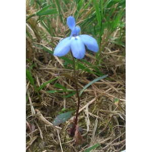 Lobelia secunda Schrank (Lobélie)