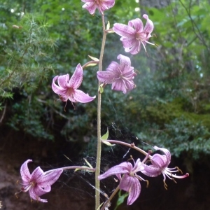 Photographie n°844898 du taxon Lilium martagon L.