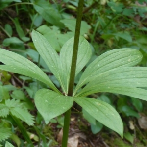 Photographie n°844899 du taxon Lilium martagon L.