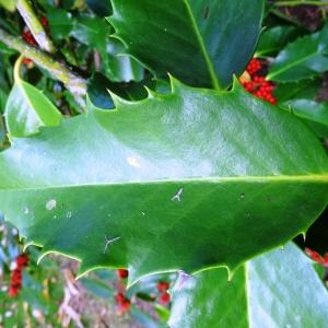 Photographie n°845026 du taxon Ilex aquifolium L.