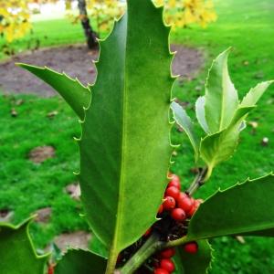 Photographie n°845027 du taxon Ilex aquifolium L.