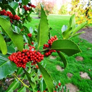 Photographie n°845036 du taxon Ilex aquifolium L.