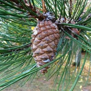 Photographie n°845047 du taxon Pinus nigra J.F.Arnold [1785]