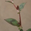  Liliane Roubaudi - Persicaria capitata (Buch.-Ham. ex D.Don) H.Gross