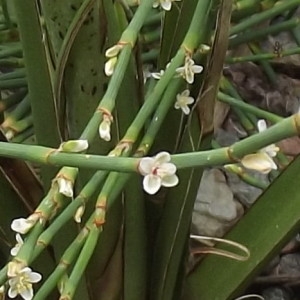 Polygonum corsicanum Link (Renouée à balais)