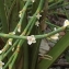  Jean-Claude Echardour - Polygonum scoparium Req. ex Loisel. [1827]