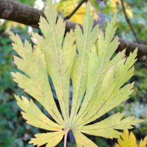 Photographie n°847443 du taxon Acer palmatum Thunb. [1784]