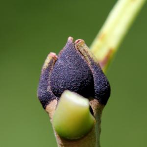 Photographie n°848331 du taxon Fraxinus excelsior L. [1753]