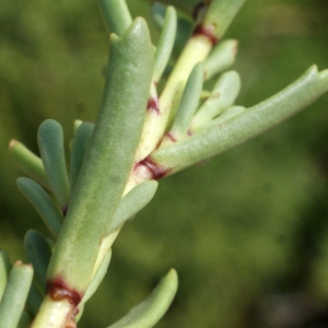 Photographie n°848542 du taxon Inula crithmoides L. [1753]