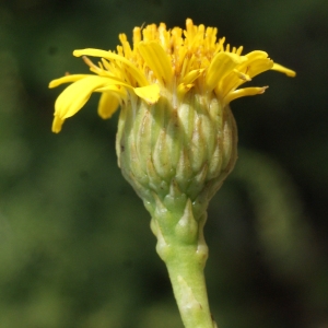 Photographie n°848547 du taxon Inula crithmoides L. [1753]