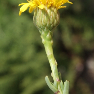 Photographie n°848550 du taxon Inula crithmoides L. [1753]