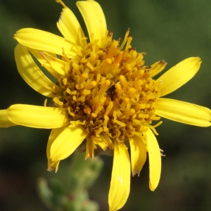 Photographie n°848551 du taxon Inula crithmoides L. [1753]