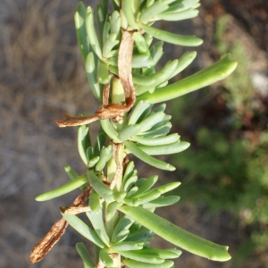 Photographie n°848557 du taxon Inula crithmoides L. [1753]