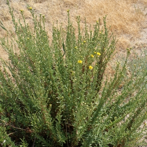 Photographie n°848560 du taxon Inula crithmoides L. [1753]