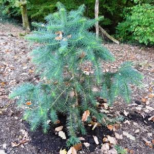 Photographie n°849606 du taxon Cunninghamia lanceolata (Lamb.) Hook. [1827]