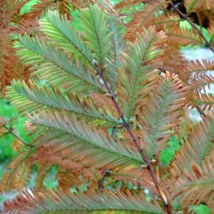 Photographie n°849651 du taxon Metasequoia glyptostroboides Hu & W.C.Cheng [1948]