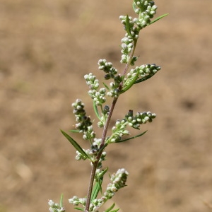 Photographie n°849824 du taxon Artemisia vulgaris L. [1753]