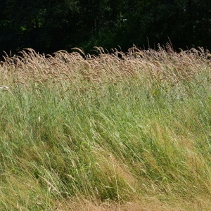 Photographie n°849828 du taxon Calamagrostis epigejos (L.) Roth [1788]