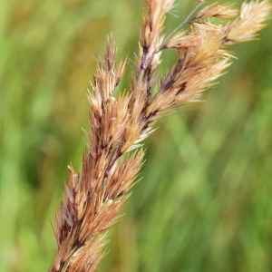 Photographie n°849829 du taxon Calamagrostis epigejos (L.) Roth [1788]