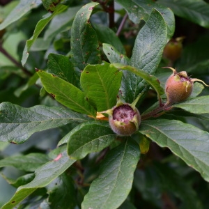 Photographie n°849836 du taxon Crataegus germanica (L.) Kuntze [1891]