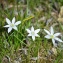  ambre Verdon - Ornithogalum L.