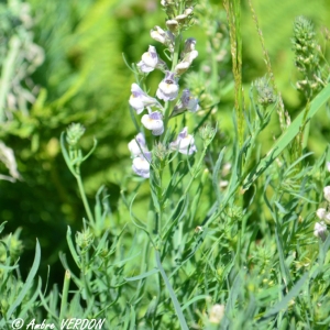 Photographie n°849935 du taxon Linaria repens (L.) Mill.