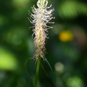 Photographie n°849943 du taxon Phyteuma spicatum L. [1753]