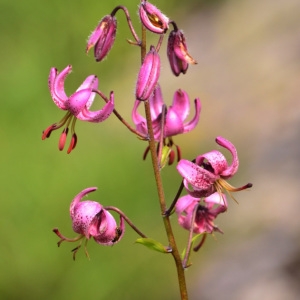 Photographie n°849949 du taxon Lilium martagon L.