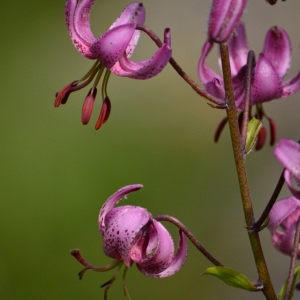 Photographie n°849950 du taxon Lilium martagon L.