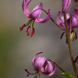 Photographie n°849951 du taxon Lilium martagon L.