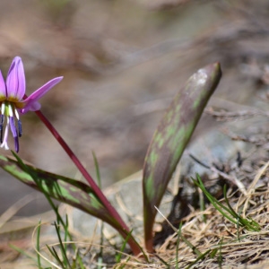 Photographie n°849952 du taxon Erythronium dens-canis L.