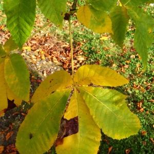 Photographie n°849998 du taxon Aesculus carnea Hayne [1822]