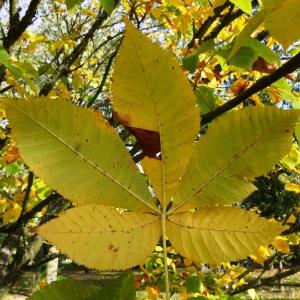 Photographie n°849999 du taxon Aesculus carnea Hayne [1822]
