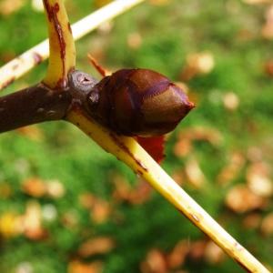 Photographie n°850000 du taxon Aesculus carnea Hayne [1822]