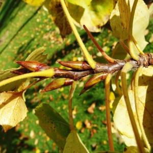 Photographie n°850031 du taxon Populus balsamifera L. [1753]