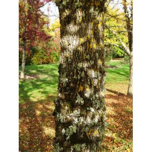 Fraxinus pennsylvanica Marshall (Frêne de Pennsylvanie)