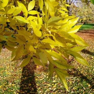 Photographie n°850057 du taxon Fraxinus pennsylvanica Marshall [1785]