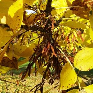 Photographie n°850058 du taxon Fraxinus pennsylvanica Marshall [1785]