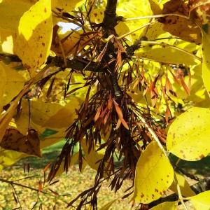 Photographie n°850058 du taxon Fraxinus pennsylvanica Marshall [1785]