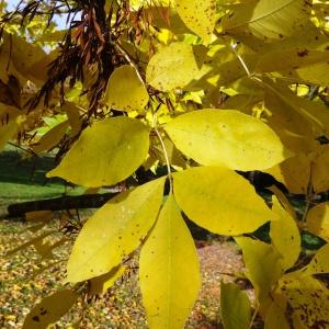 Photographie n°850062 du taxon Fraxinus pennsylvanica Marshall [1785]