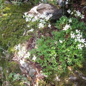 Photographie n°850162 du taxon Saxifraga prostii Sternb. [1831]