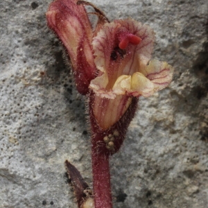 Photographie n°850269 du taxon Orobanche alba Stephan ex Willd.