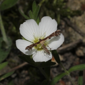 Photographie n°850292 du taxon Arenaria montana L.