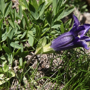 Photographie n°850391 du taxon Gentiana acaulis L. [1753]