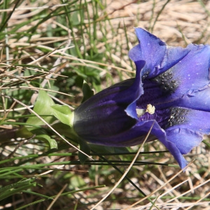 Photographie n°850392 du taxon Gentiana acaulis L. [1753]