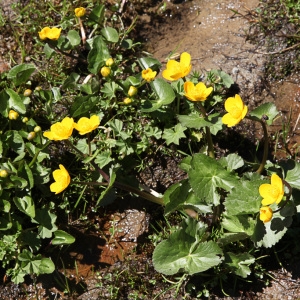 Photographie n°850396 du taxon Caltha palustris L. [1753]